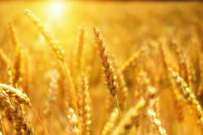 В Минсельхозе снизили прогноз по урожаю зерна в России