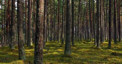 В ЮНЕСКО заявили, что из-за деятельности человека леса выделяют больше углерода