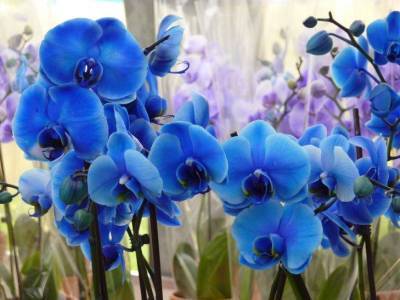 Чем поливать орхидею, чтобы она поменяла цвет: хитрости хозяек