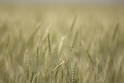 ИКАР повысил прогноз урожая пшеницы в РФ в 21г до 75,0-75,6 млн т