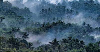 Названы самые разрушительные для Земли леса