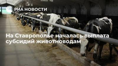 На Ставрополье началась выплата субсидий животноводам
