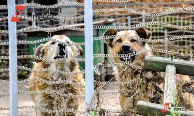 Жители Златоуста жалуются на нападения бездомных собак
