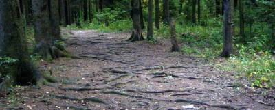 Лобненский лесопарк качественно преобразится в рамках областного проекта «Парки в лесу»