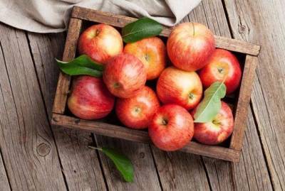 Правила хранения урожая яблок