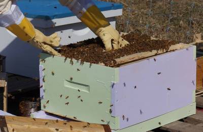 Почти 900 пчеловодов на Волыни рассчитывают на дотации