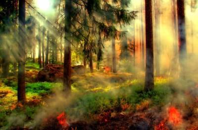 В Австрии на протяжении нескольких дней не могут потушить масштабный лесной пожар и мира