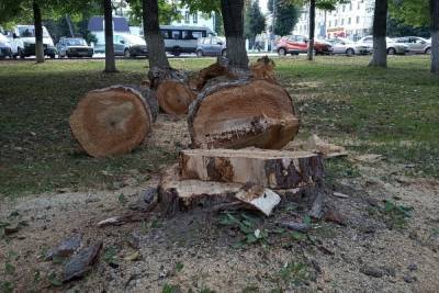 Туляки сделали карту уничтоженных в областной столице деревьев