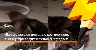 «Еле до миски дополз»: кот показал, к чему приводит ночной тыгыдык