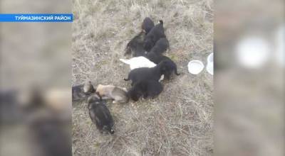 Семья из Уфы спасла 16 щенят, брошенных на трассе