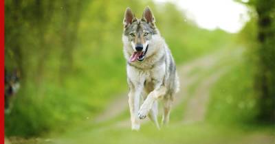 Чехословацкий влчак: охотник, интеллектуал и преданный товарищ