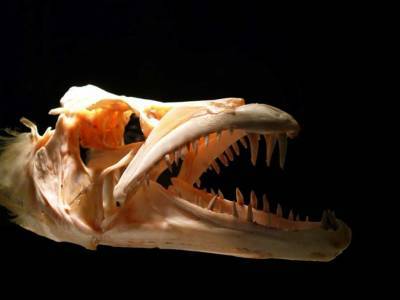 В Китае обнаружили древнейшую окаменелую рыбу-дурофага