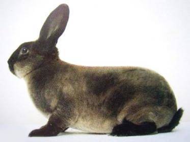 Характеристика породы кролика - советский мардер