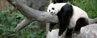 Scientific Reports: окраска гигантских панд оказалась эффективным камуфляжем