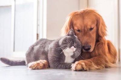 Как “подружить” ваших кота и собаку дома