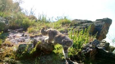 Редкий палласов кот попался в кадр в Саяно-Шушенском заповеднике