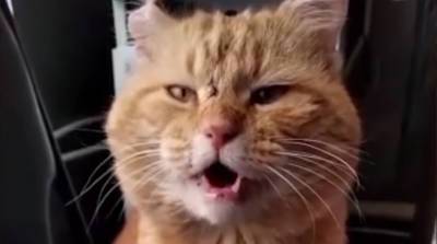 Поющий кот стал звездой соцсетей – всем захотелось спеть с ним дуэтом! (Видео)