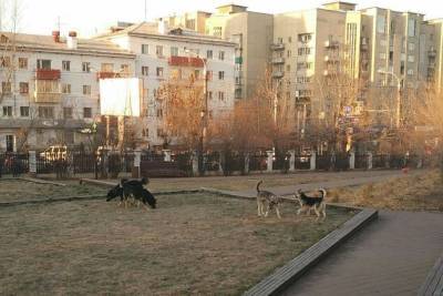 Стая агрессивных бродячих собак появилась на площади Декабристов в Чите