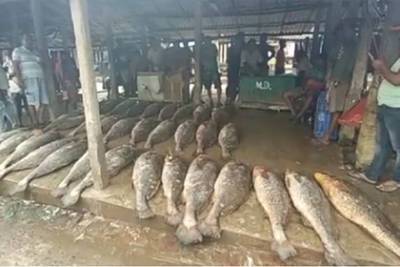 Рыбаки выловили 33 редкие рыбы и продали их за миллионы рублей