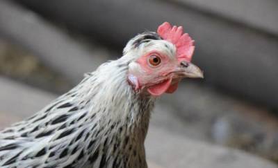 Утилизация куриц с Боровской птицефабрики близится к концу