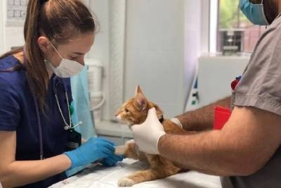 В Мурманске в ближайшую неделю изменится режим работы ветеринарных клиник