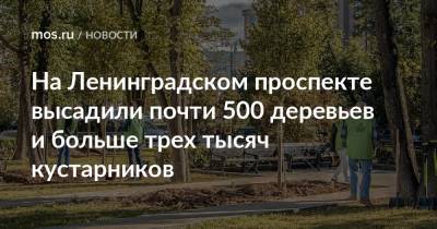 На Ленинградском проспекте высадили почти 500 деревьев и больше трех тысяч кустарников