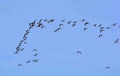 На Кунашире считают птиц