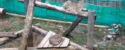Центр восстановления леопарда откроют для туристов и жителей Сочи