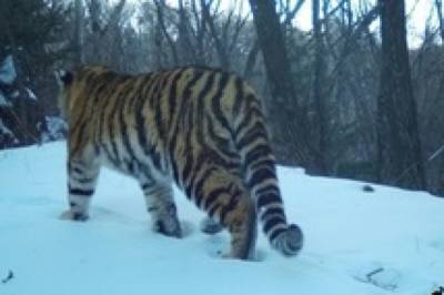 В Хабаровском крае нашли тигра, который считался погибшим от голода