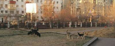 Администрация Читы включила площадь Декабристов в график отлова бродячих собак