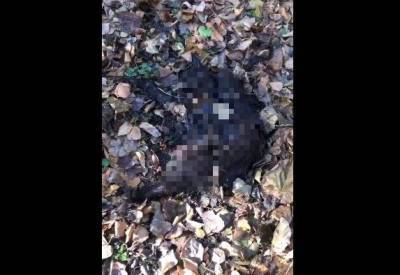 В Новосибирске неизвестные сожгли чёрную кошку в преддверии Хеллоуина