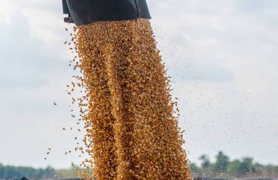 Украина намолотила более 60 млн т зерна