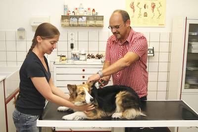 Как распознать инсульт у домашних животных