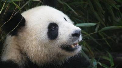 Гигантские панды могут прятаться от хищников с помощью черно-белой окраски