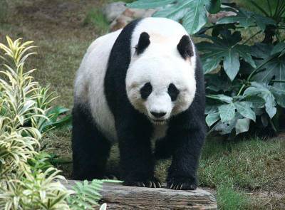Окрас шерсти большой панды выполняет функцию камуфляжа