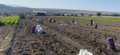 На Ставрополье аграрии собрали уже 120 тысяч тонн картофеля