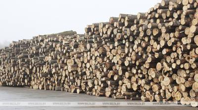 "Существующих мощностей недостаточно". В Беларуси намерены углублять переработку древесины