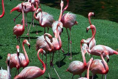 Фламинго на Ямал мог попасть из-за изменения воздушных потоков во время миграции птиц