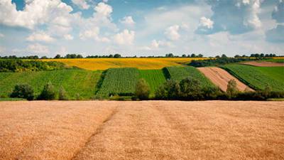 В Украине объем сделок с землей за неделю вырос на 5,1%