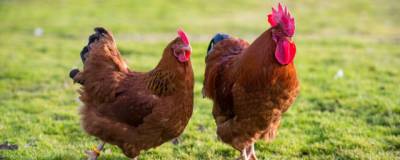 В Зуевском районе птичий грипп убил десятки кур