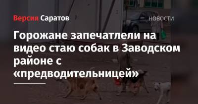 Горожане запечатлели на видео стаю собак в Заводском районе с «предводительницей»