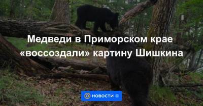 Медведи в Приморском крае «воссоздали» картину Шишкина