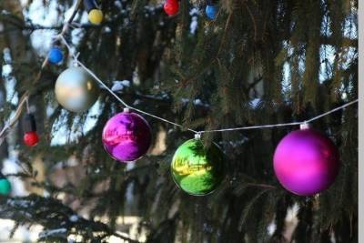 В Брянске начали искать новогоднюю елку