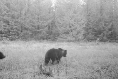 На границе Ивановской области заметили двух медвежат