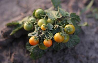 Зачем закапывать помидоры в огороде: хитрости, о которых не знают дачники