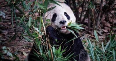 Ученые выяснили, как "нелогичный" окрас панд помогает им выжить