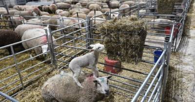 Украина на 84,5% сократила экспорт баранины и козлятины