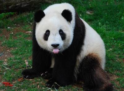 Про особенности окраски панд рассказали британские ученые