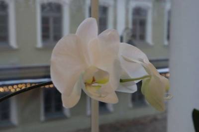 Что делать со стрелкой орхидеи после цветения: ошибки, которые совершают хозяйки