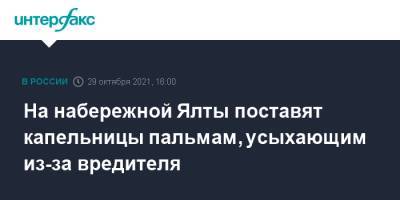 На набережной Ялты поставят капельницы пальмам, усыхающим из-за вредителя